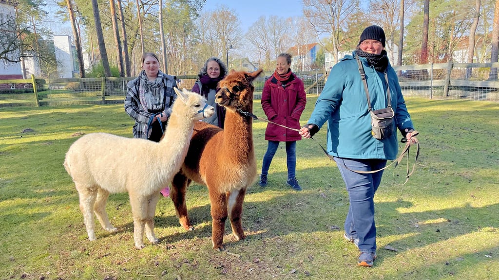 Zwei Alpakas neu in der Klosterstadt Zuwachs f r kleinen Zoo in