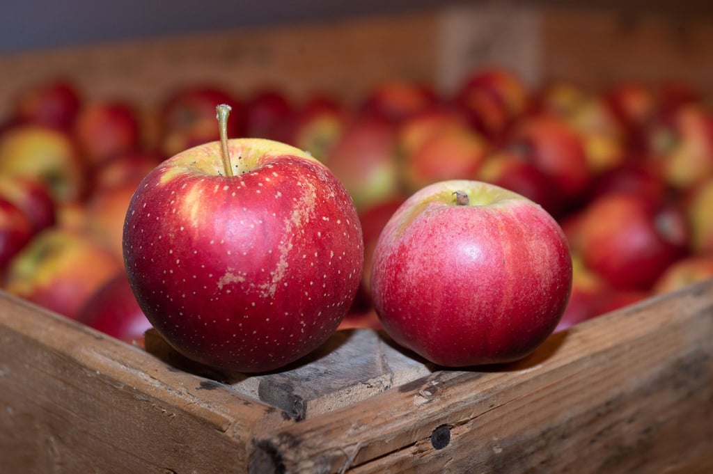 Alte Apfelsorten wie Wellant (l) und Berlepsch (r) haben einen hohen Polyphenolgehalt, was sie zu idealen „Allergiker-Äpfeln“ macht.