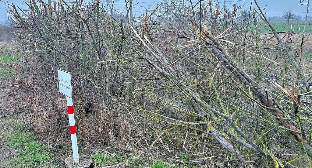 Die Äste sind abgebrochen und strapaziert: Der Zustand des zurückgeschnittenen Gehölzes in Magdeburg-Diesdorf hat sich seit mehreren Wochen nicht verändert.