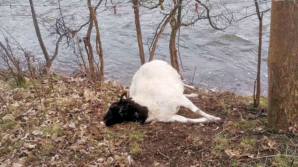 Nicht alle Schafe wurden angefressen, einige hat der Wolf nur getötet, dann aber liegen gelassen.