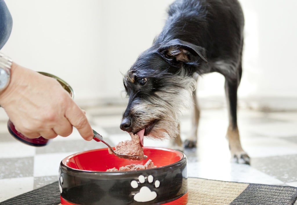 Hauptsache bedarfsgerecht: Beim Hundefutter zählen die Inhaltsstoffe.