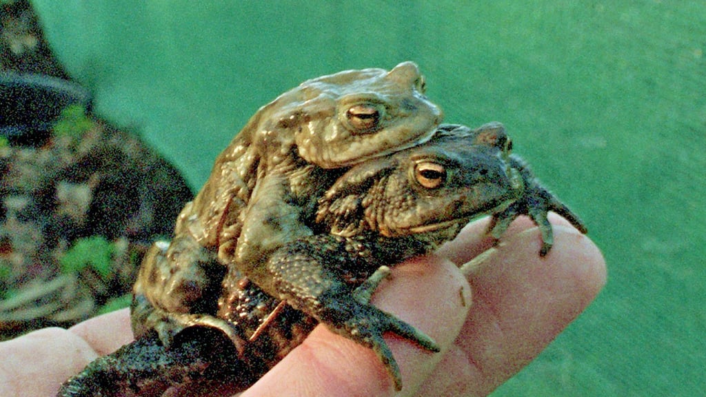 Der Landkreis und die Helfer tun was sie können, um die Amphibien zu retten. Die Lage der Spezies ist laut Umweltamt des Landes trotzdem bedenklich.