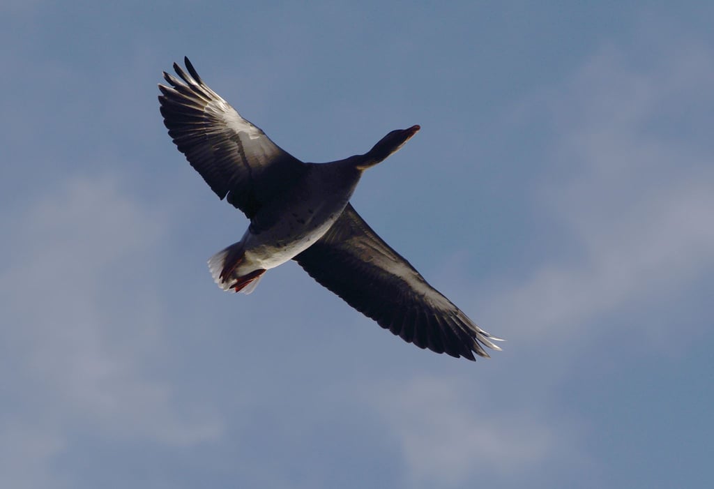 Eine Wildgans fliegt am Himmel.