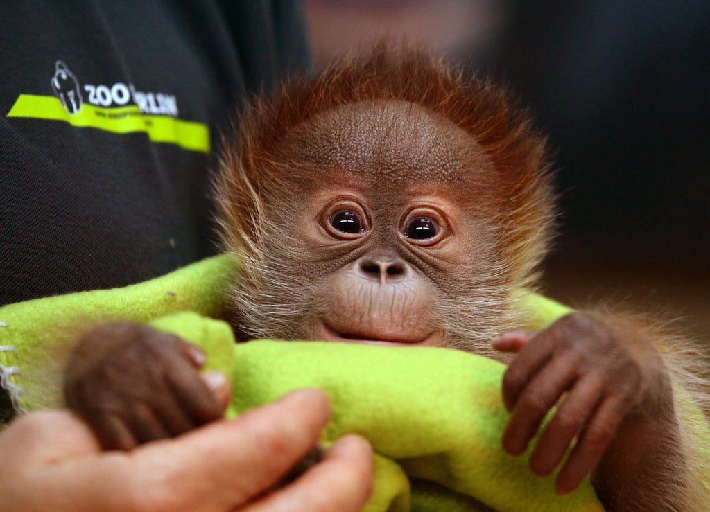 In vielen Zoos kann man Tierpatin oder Tierpate werden und für die Tiere und ihre Artgenossen eine Spendenpatenschaft übernehmen.