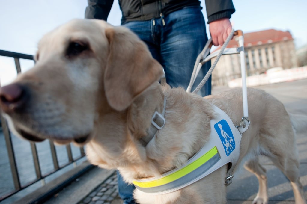 Auf essenzieller Mission: Ein Blindenführhund ersetzt das Augenpaar eines blinden Menschen - und das erfordert höchste Konzentration.