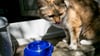 Wenn Sie Ihre Katze genau beobachten, werden Sie mit der Zeit herausfinden, welche Wasserquellen und Orte sie zum Trinken bevorzugt.