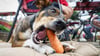 Kein Problem, wenn Hunde gerne Karotten fressen - Gemüse ist bis auf einige Ausnahmen unbedenklich.