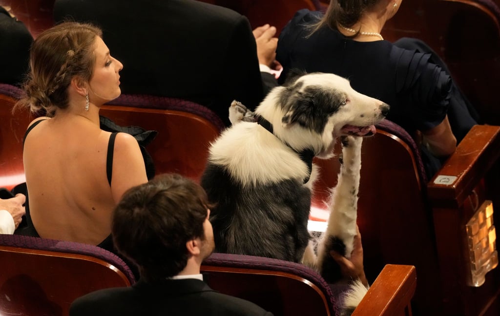 Border Collie Messi sitzt im Publikum bei der Oscar-Verleihung.