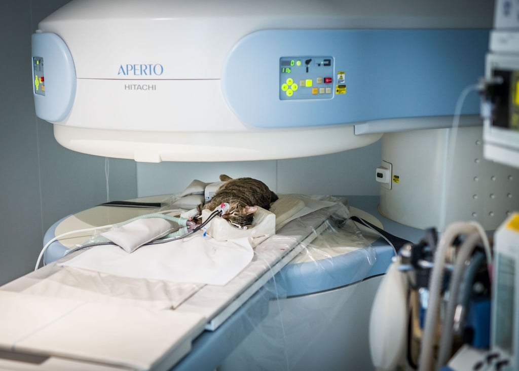 Katze im MRT: Inzwischen ist auch bei Tieren eine umfangreiche Diagnostik möglich.