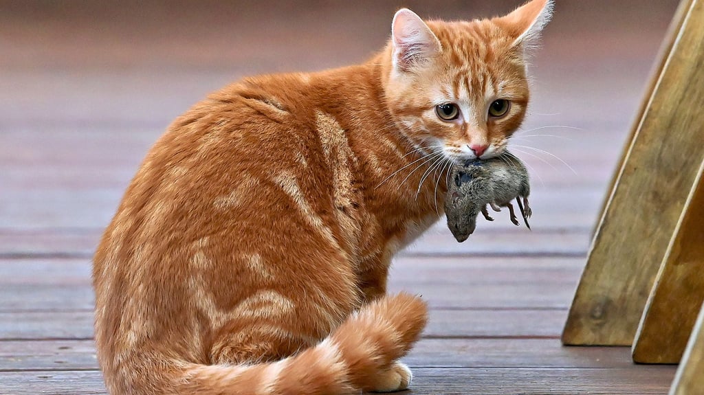 Rattengift Symptome bei Hund und Katze Tierbesitzer müssen aufpassen