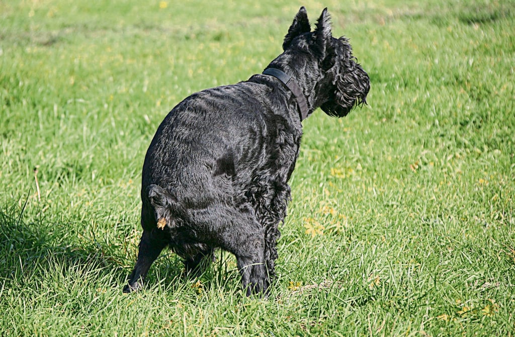Ein Hund erledigt sein Geschäft auf einer Wiese (Symbolfoto). Der Besitzer ist verpflichtet, die Hinterlassenschaft zu entsorgen.