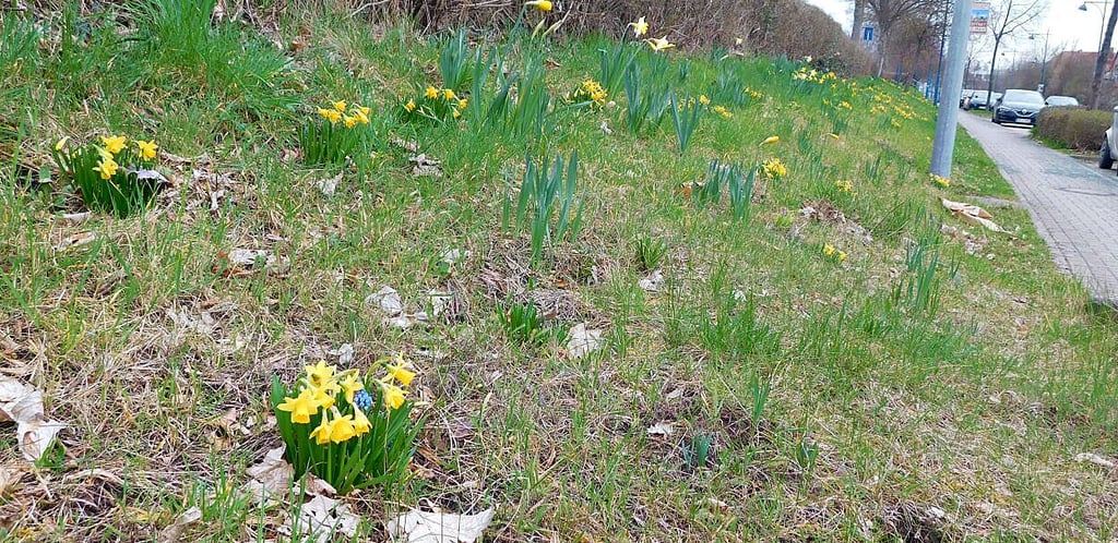 Derzeit blühen wieder die Frühlingsblumen an der Kyselhäuser Straße. Wie lange sie wohl noch so dort stehen? Das Pflücken kann teuer werden.