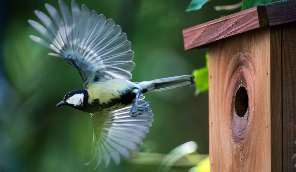 Für die heimischen Vögel sollen im Saluwedeler Burggarten Nistkästen angebaut werden.
