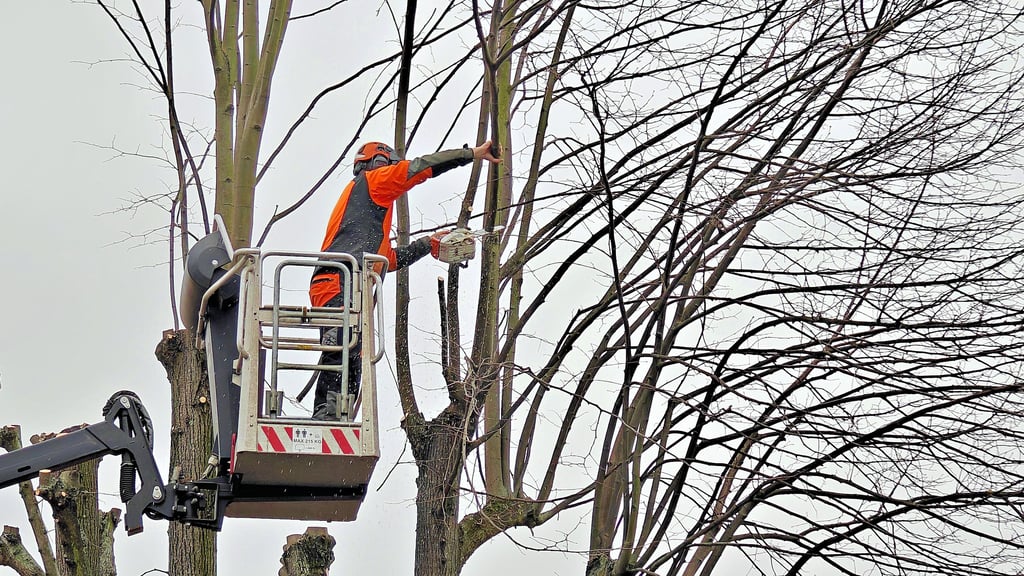Der Eigenbetrieb Stadthof von Bitterfeld-Wolfen beschneidet in der Straße des Friedens in Holzweißig Linden.