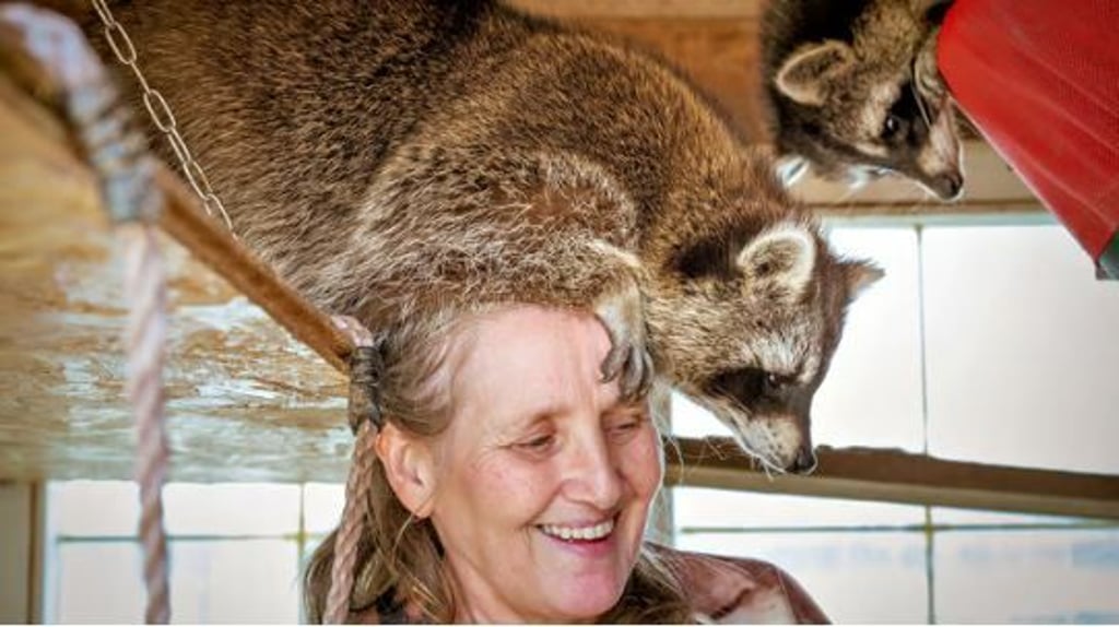Loritta David päppelt verwaiste Waschbären-Jungen auf und pflegt sie bis zu deren Tod. Die Tiere sind neugierig, zahm und clever.