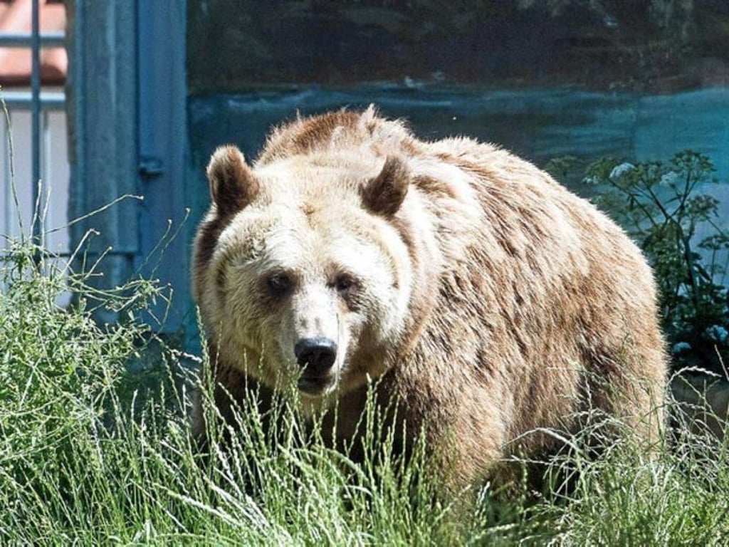 Musste eingeschläfert werden: Braunbärin Anka.
