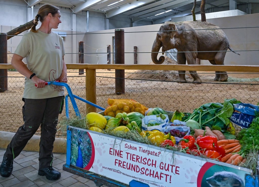 Heike Jandke, Tierpflegerin im Tierpark Cottbus, bringt einen Handwagen voller Futter für die asiatische Elefantenkuh Don Chung.