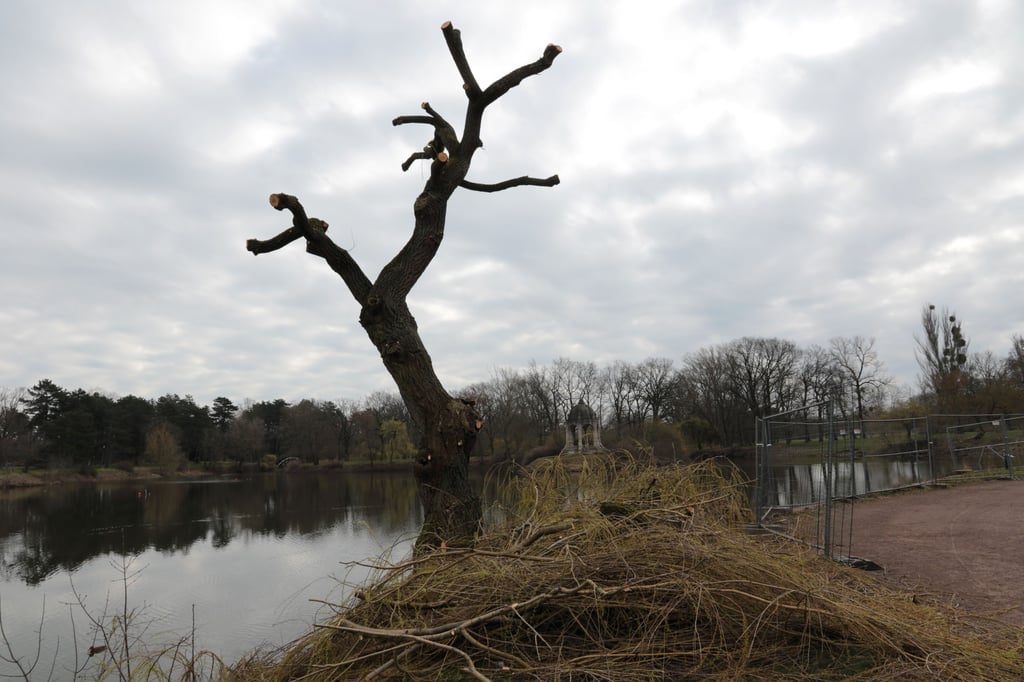Die markante Weide im Stadtpark in Magdeburg ist radikal beschnitten worden.
