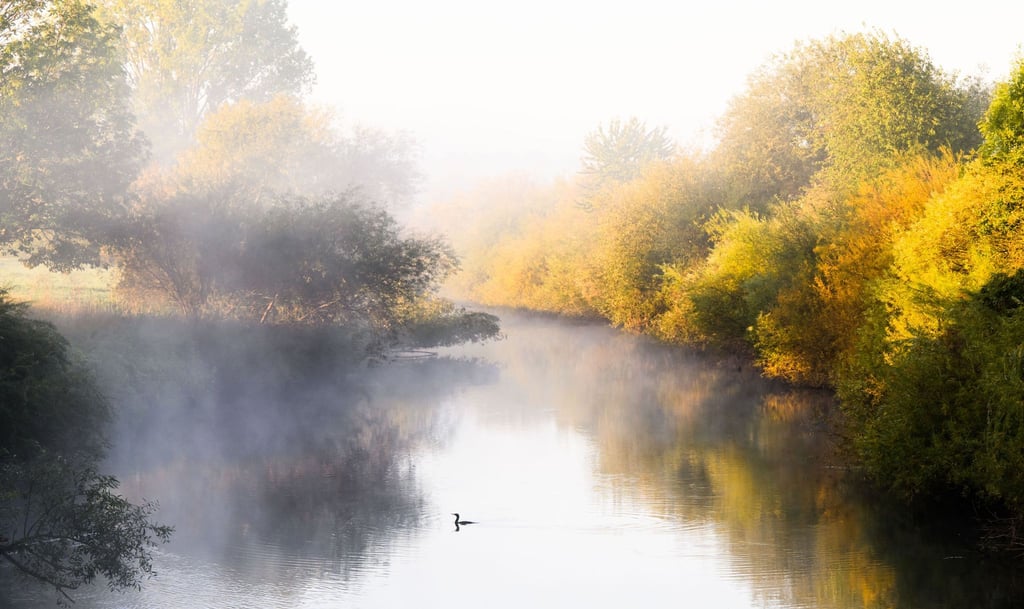 Ein Kormoran schwimmt bei Sonnenaufgang auf dem Fluss Leine während Nebelschwaden darüber ziehen.