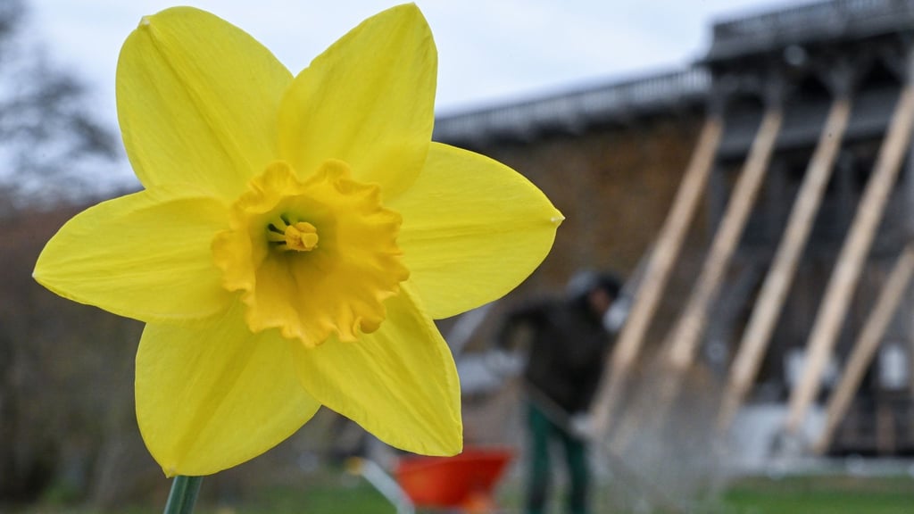In diesem Jahr startet die Landesgartenschau in Bad Dürrenberg. Bereits jetzt blühen dort die ersten Blumen.
