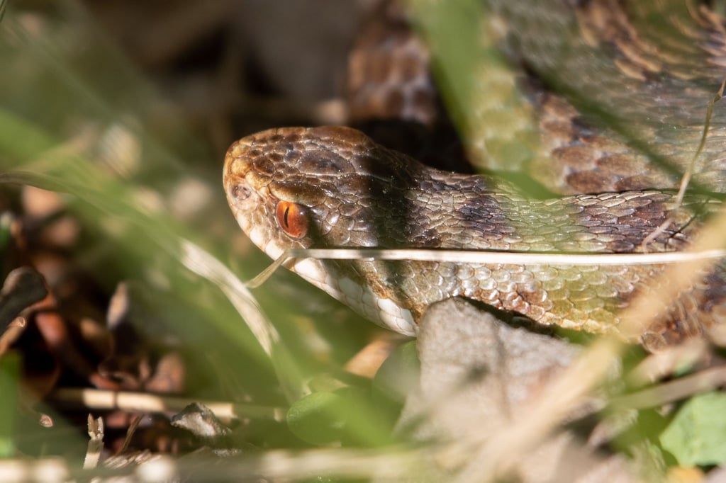 Eine weibliche Kreuzotter liegt im Gras am Main-Donau-Kanal.