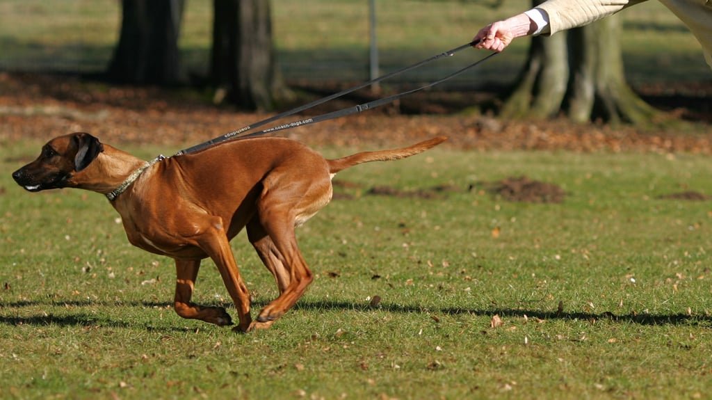 In Aseleben soll ein Hund einer älteren Dame in den Arm gebissen haben, so die Polizei.