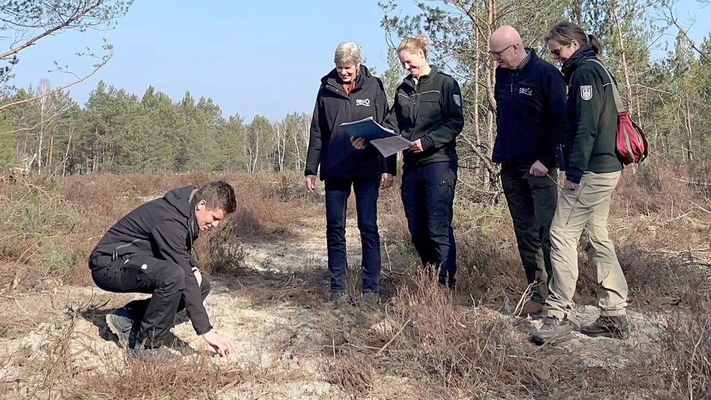 Gemeinsam mit Kollegen vom DBU Naturerbe und Mitarbeiterinnen des Bundesforstbetriebs Mittelelbe hat sich Susanne Belting (2.v.l.), Fachliche Leiterin im DBU Naturerbe, einen Eindruck von den Arbeiten in der Glücksburger Heide verschafft.