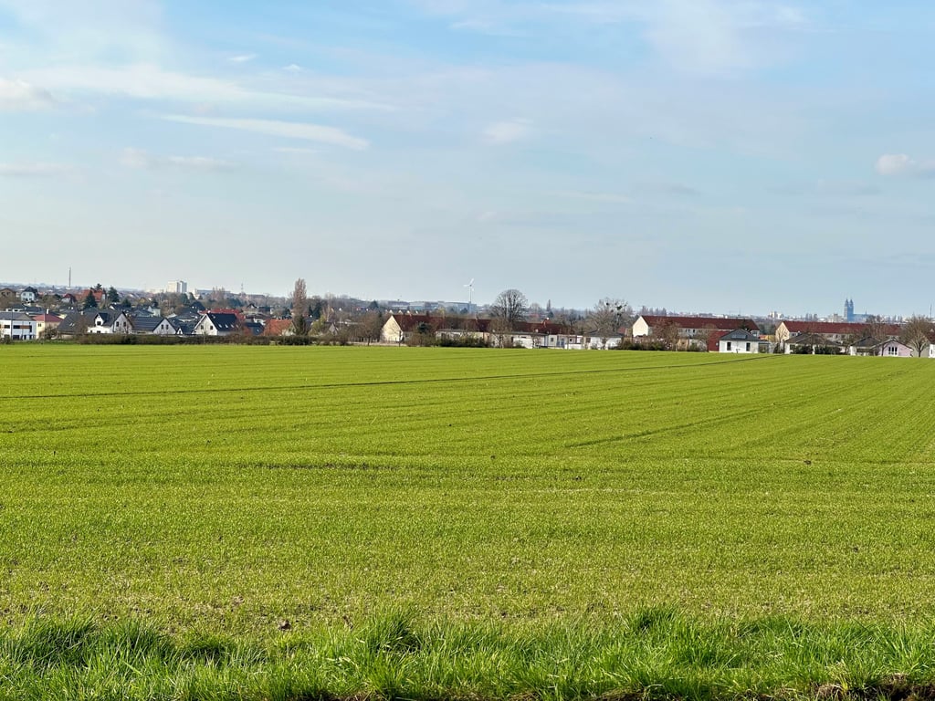Freies Feld mit Blick zum Magdeburger Dom: Hier soll ein Baugebiet entstehen.