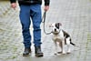 Von März bis Juli müssen Hunde auch in Biederitz an die Leine.