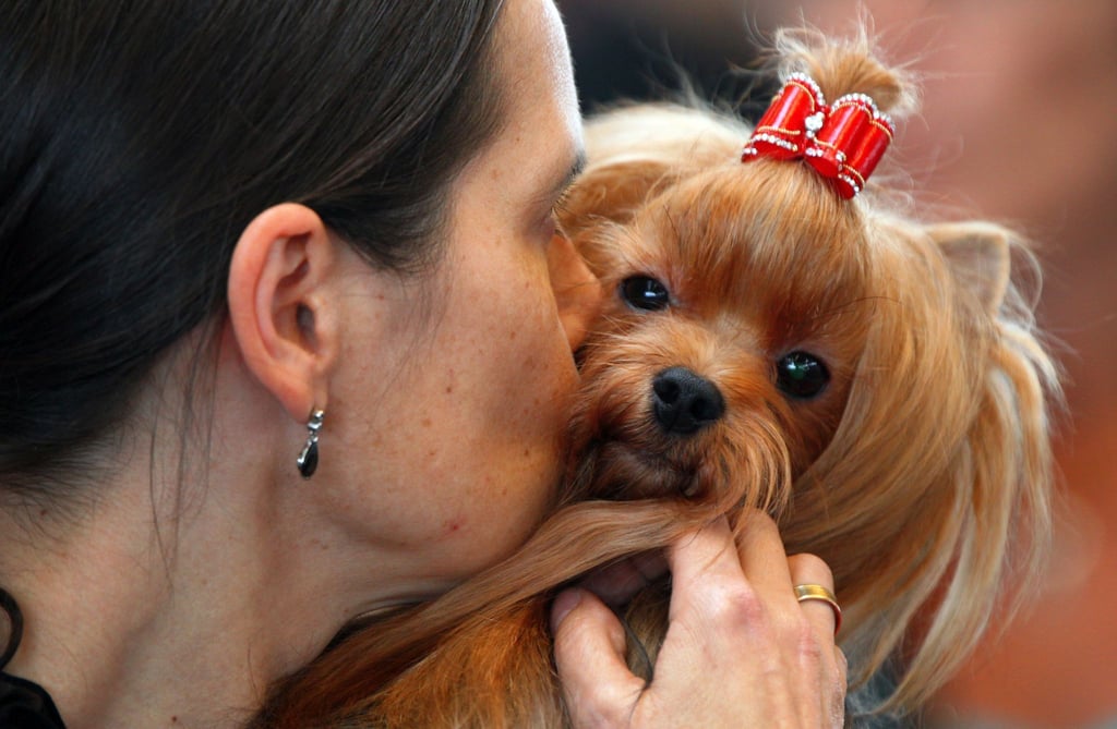 Experten zufolge senden Hunde deutliche Signale - aber der Mensch missachtet sie auch.