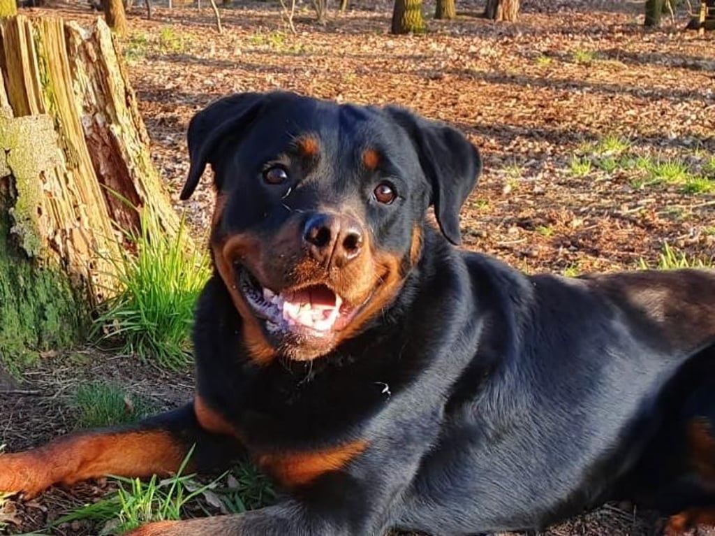 In Stendal ist am Donnerstag ein Rottweiler gestohlen worden.