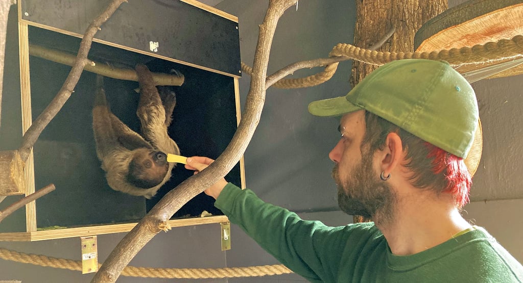 Mit einer gekochten Kartoffel kann Tierpark-Chef Michael Engelmann das Faultier-Männchen nicht aus seiner Schlafkiste locken.