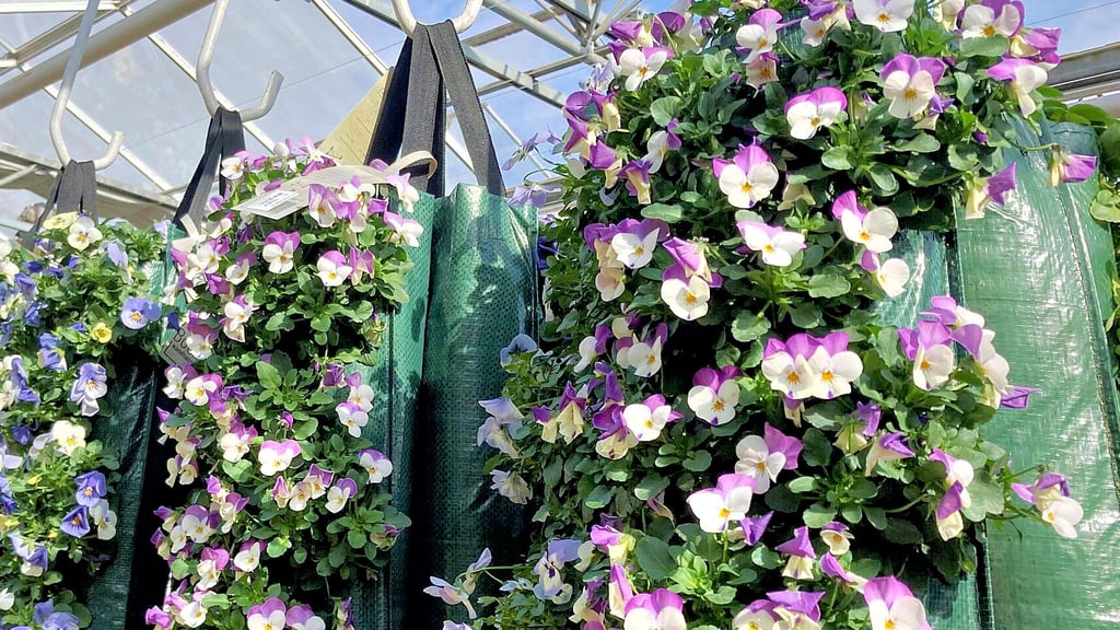 Hängende Gärten: Bei Blumen Möbius in Wittenberg gibt es neben Primeln, Stiefmütterchen und Co. auch Hornveilchen zum Aufhängen.