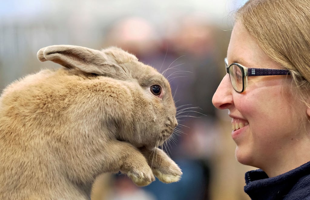 Das Tierschutzgesetz soll verschärft werden. Möglicherweise werden (Kaninchen-)Zuchtschauen verboten.