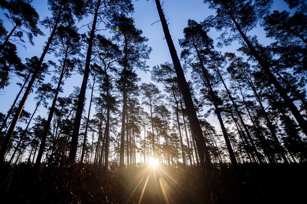Die Sonne geht im Wald nahe des Protestcamps in einem Kiefernwald auf.