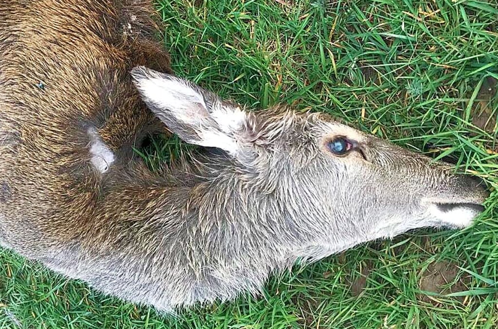 Dieses wahrscheinlich von einem Wolf gerissene Rotwild wurde im Bereich der Amtswiese am Sonnabend aufgefunden.