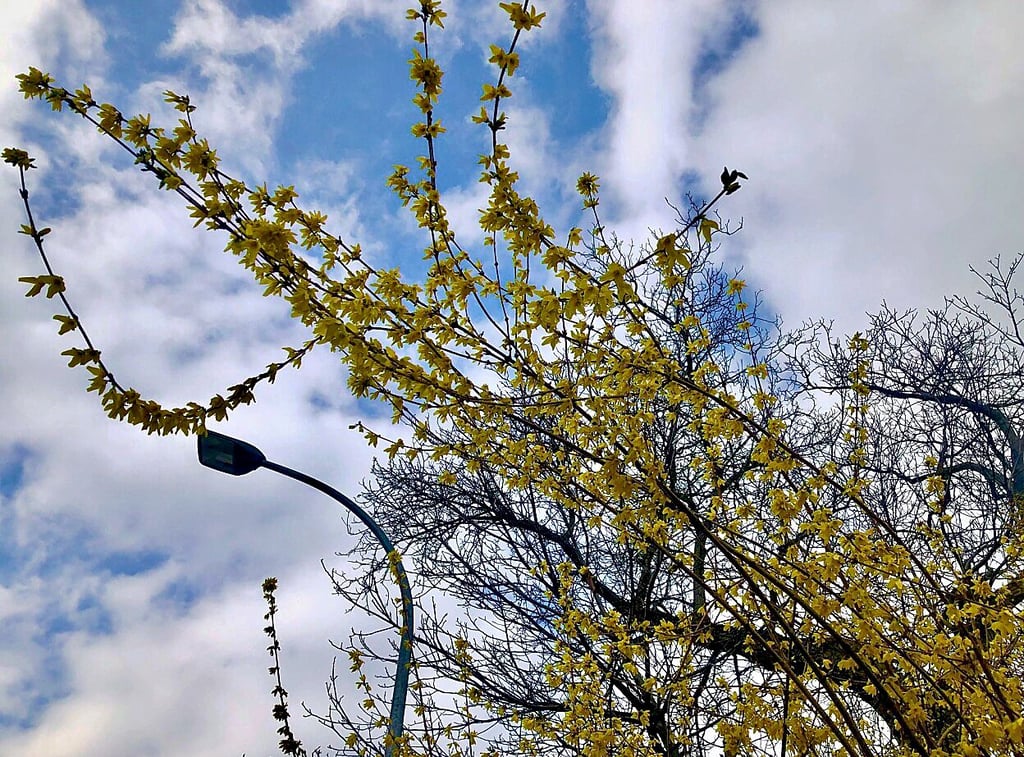 In Zeitz blühen unterm Märzhimmel derzeit vor allem die Forsythien, Kirschpflaumen oder Winterkirschen in Gelb und strahlendem Weiß.