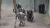 Die Schimpansen im Magdeburger Zoo zeigen nach wie vor einen deutlichen Fellverlust.