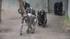 Die Schimpansen im Magdeburger Zoo zeigen nach wie vor einen deutlichen Fellverlust. Der Zoo betont, dass dies kein gesundheitliches Problem ist.