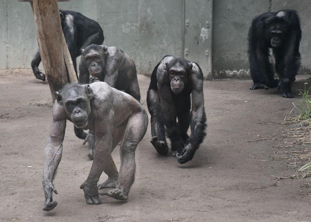 Die Schimpansen im Magdeburger Zoo zeigen nach wie vor einen deutlichen Fellverlust. Der Zoo betont, dass dies kein gesundheitliches Problem ist.
