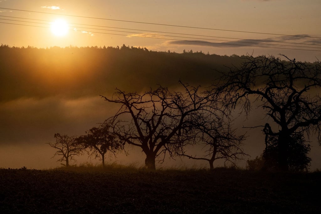 Die Sonne geht auf, während Nebel zwischen alten Obstbäumen aufsteigt.