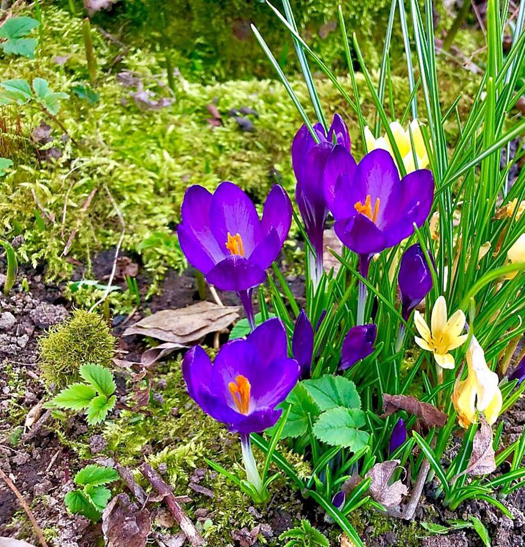 In vielen Gärten und zauberhaften Vorgärten in Kretzschau blüht es.