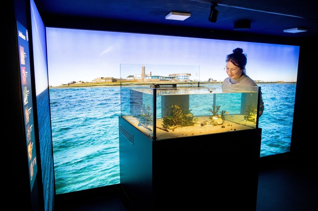 Eine Frau betrachtet im Bereich „Nordsee“ im Aquarium Wilhelmshaven ein Wasserbecken.
