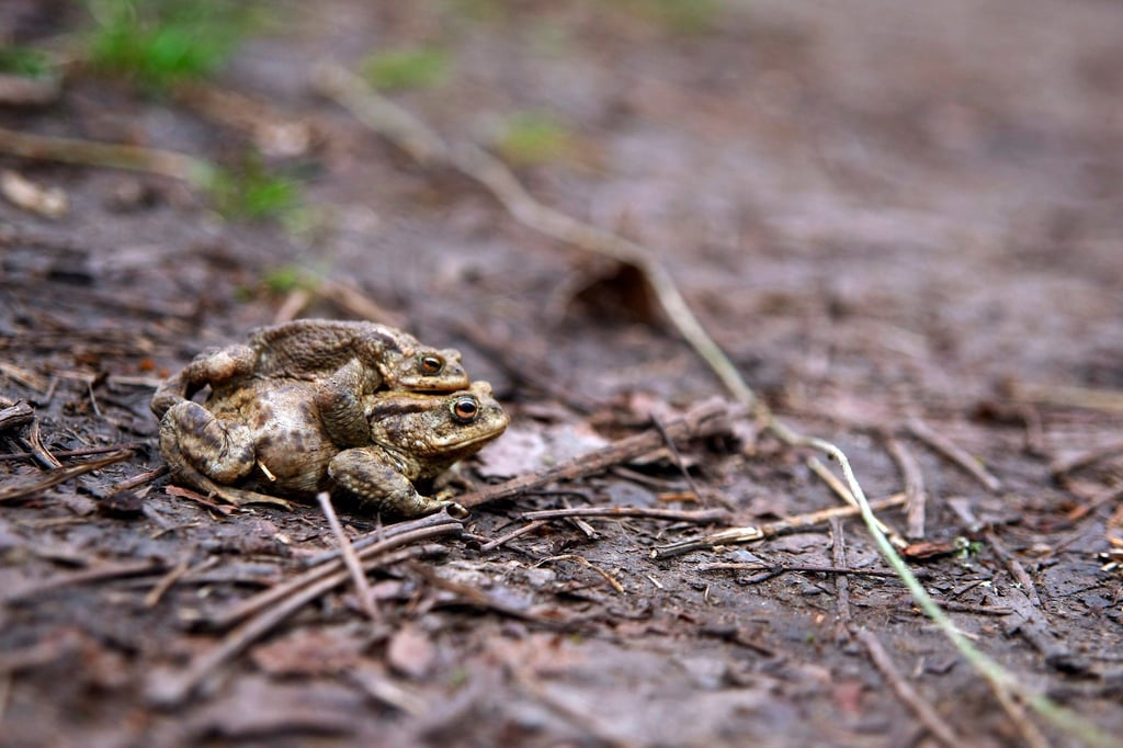 Krötenwanderung am Waldhausteich im Erfurter Steigerwald. Hier paaren sich die Kröten und Frösche im Frühjahr um dann zu laichen.