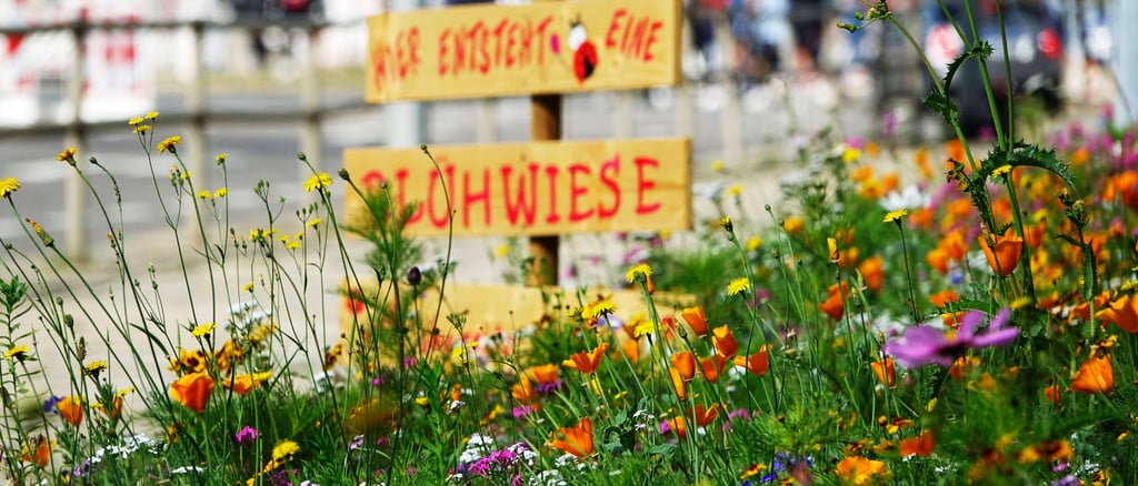 Blühwiese.