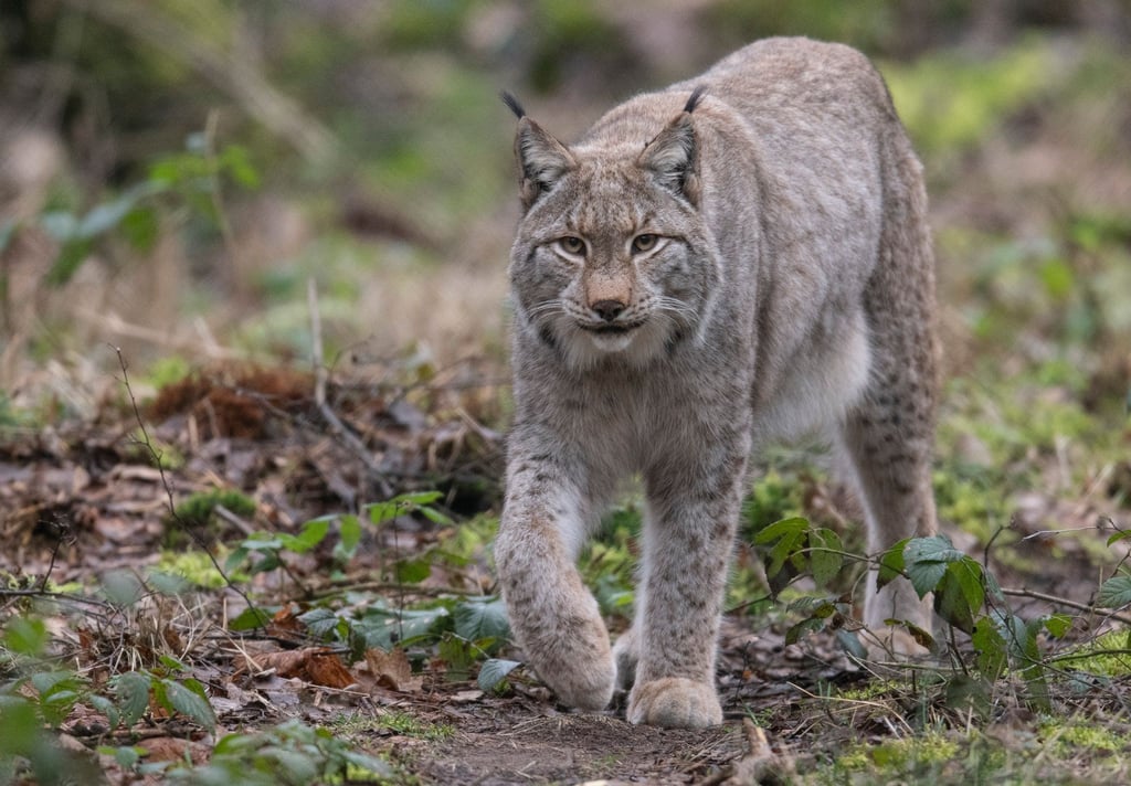 Ein Luchs spaziert durch sein Gehege im Wildpark Alte Fasanerie in Hanau.