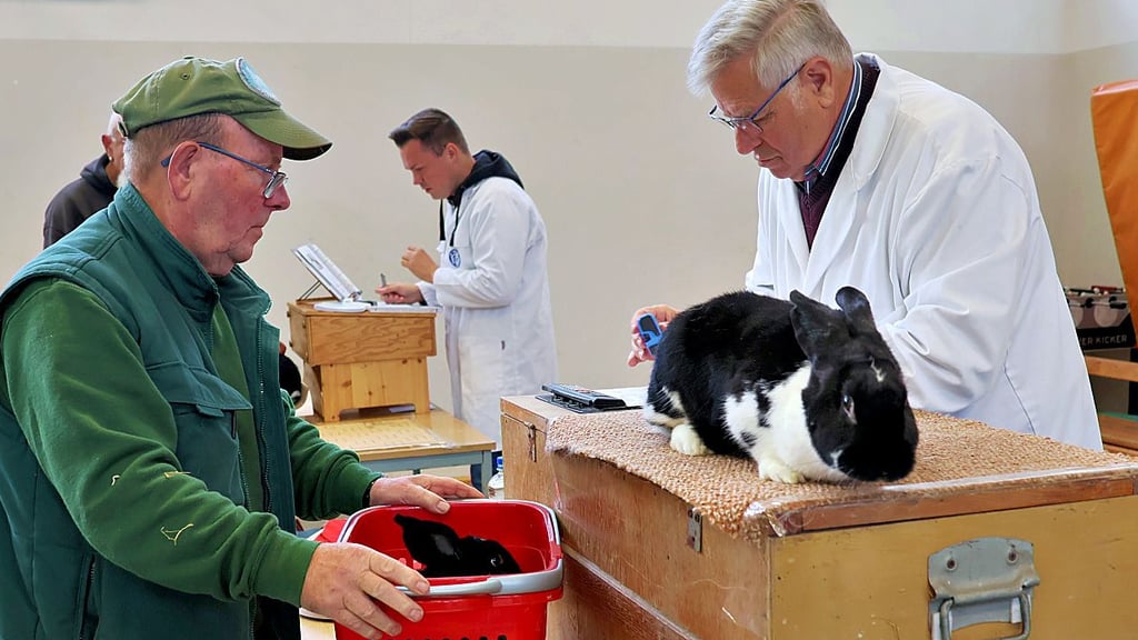 Havellandschau in Kamern – die Träger, hier Wolfgang Hellwig, bringen die Kaninchen zur Bewertung.