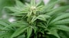 Der Bundesverband der Kinder- und Jugendärzte (BVKJ) fordert die Bundesregierung vor der entscheidenden Bundesratssitzung zum umstrittenen Cannabisgesetz zum Stopp ihrer Pläne auf.