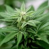 In Leipzig wurden 30 Kilogramm Cannabis entdeckt.