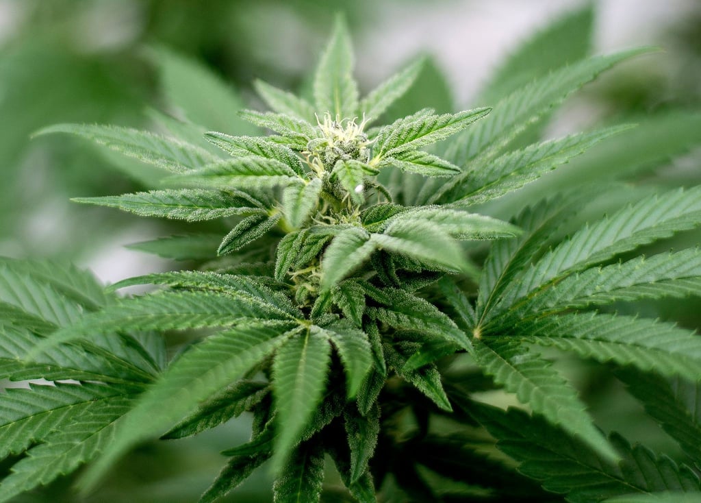 In Leipzig wurden 30 Kilogramm Cannabis entdeckt.